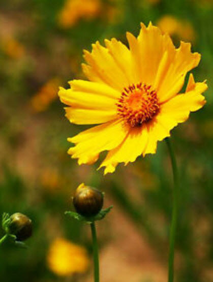 ดอกไม้ไหว (Coreopsis) ซ้อน ดอกใหญ่ คละ / ซอง 50 เม็ด (A187)