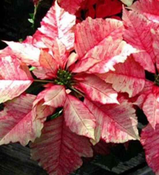 คริสต์มาส (Poinsettia / Euphorbia Pulcherrima) คละ / 50 เม็ด