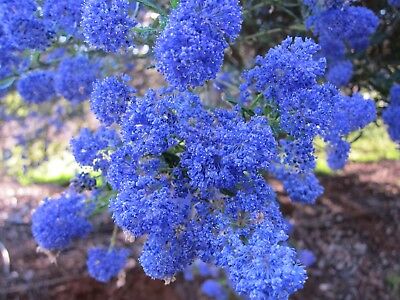 ไลแลคญี่ปุ่น (Japanese Lilac) สีฟ้า / 50 เม็ด (นอก)