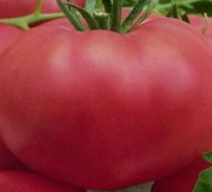 มะเขือเทศยักษ์ (Russian Tomato) / 100 เม็ด (Ukrane)