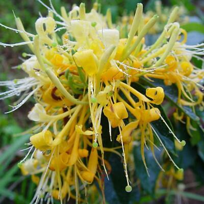สายน้ำผึ้ง (Honeysuckle) / 50 เม็ด (Malaysia)