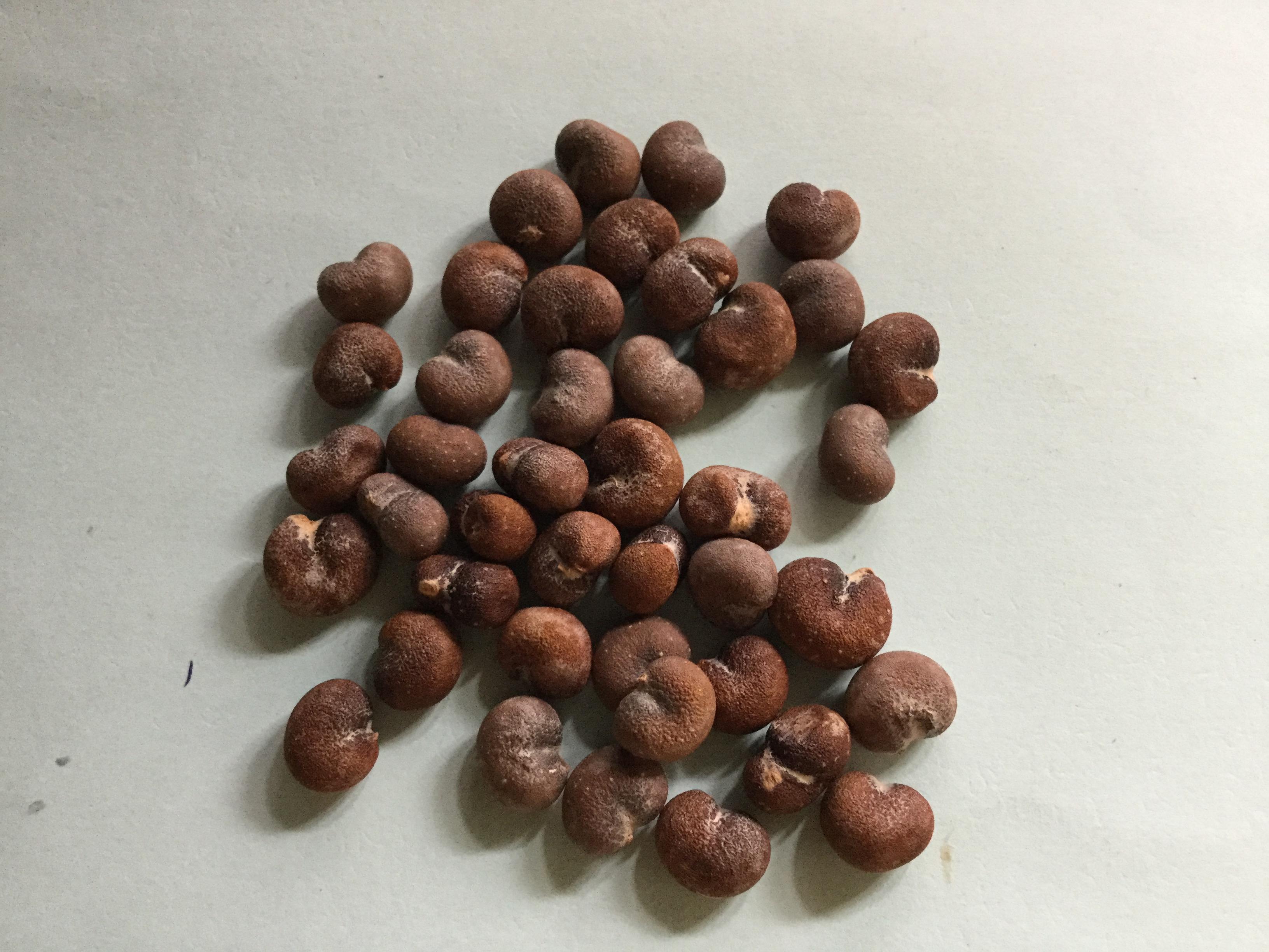 เบาบับ (Baobab) / 10 เม็ด