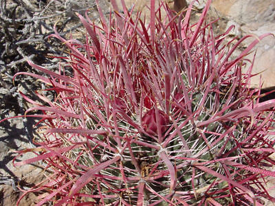 เฟอโรแคคตัส แกลซิลิส หรือแคคตัสแดง (Ferocactus Glacilis) / 15 เม็ด (Spain)