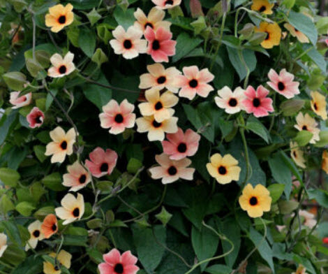 แววตา (Black Eyed Susan) คละ / 50 เม็ด