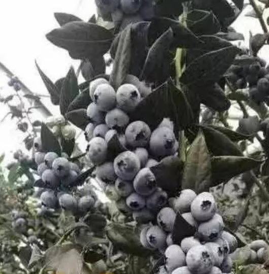 ต้น บลูเบอรี่ Blueberry สายพันธุ์ L11 ต้นเพาะเนื้อเยื่อ อายุต้น 3 ปี+ สูง 30-60 ซ.ม.