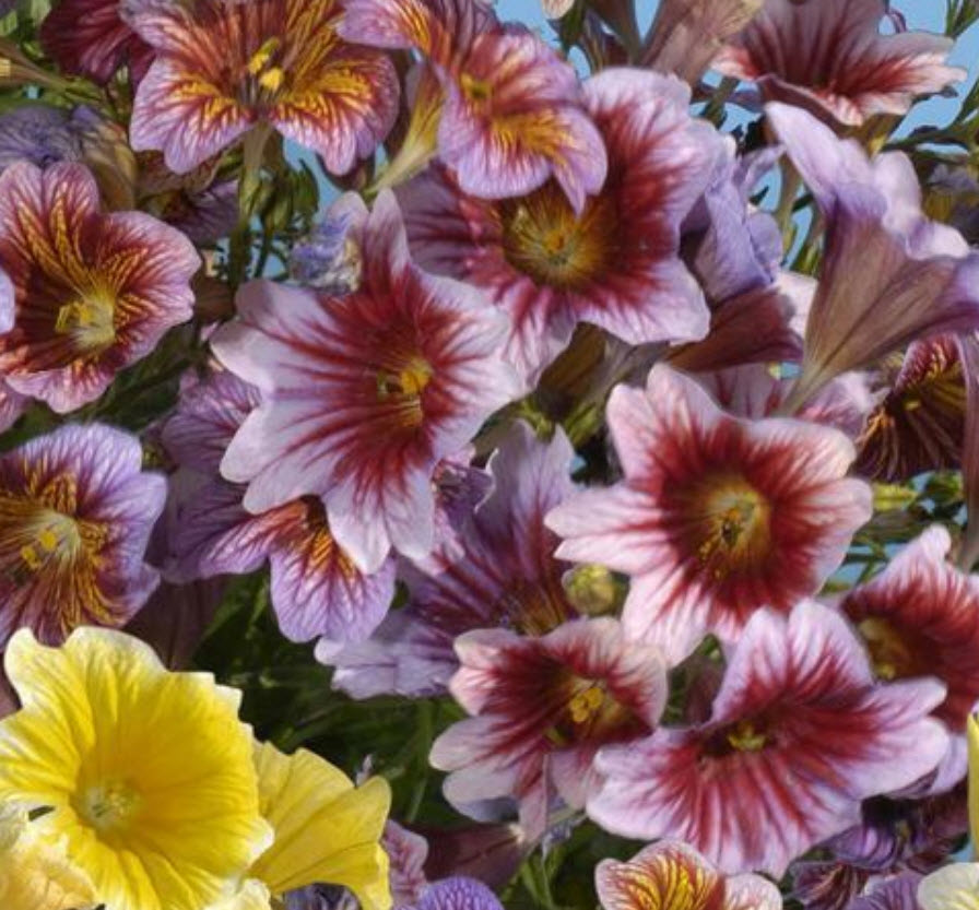 ซาลพิกลอสซิส (Salpiglossis sinuata /Painted Tongue) คละ / 2,000 เม็ด (นอก)