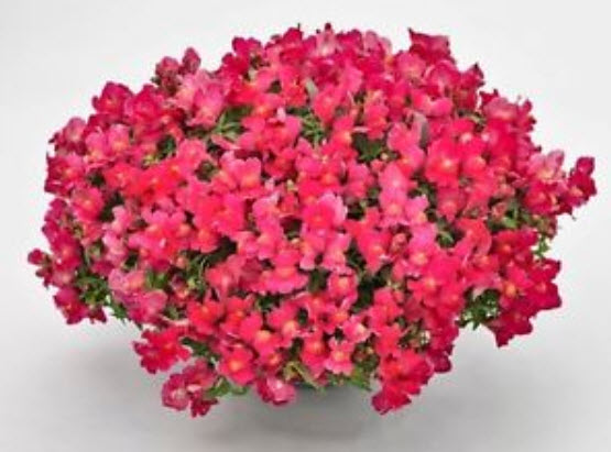 ดอกลิ้นมังกร (Snapdragon) ต้นเตี้ย คละ / 8,000 เม็ด (UK)*