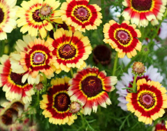 เพ้นท์ เดซี่ (Painted Daisy) คละ / 20 เม็ด (UK)