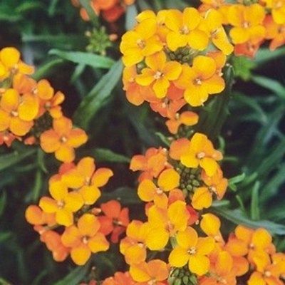 วอลฟลาวเวอร์ - ไซบีเรียน (Wallflower - Siberian) / 125 เม็ด (USA)