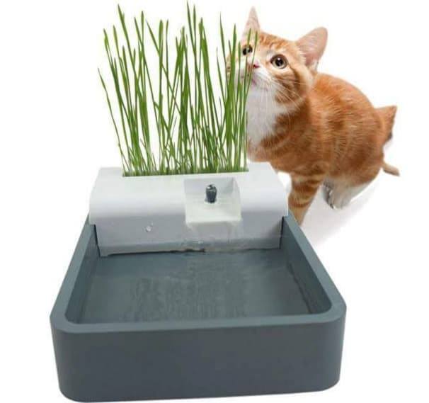 น้ำพุแมวพร้อมข้าวสาลีแก้ปากเหม็น