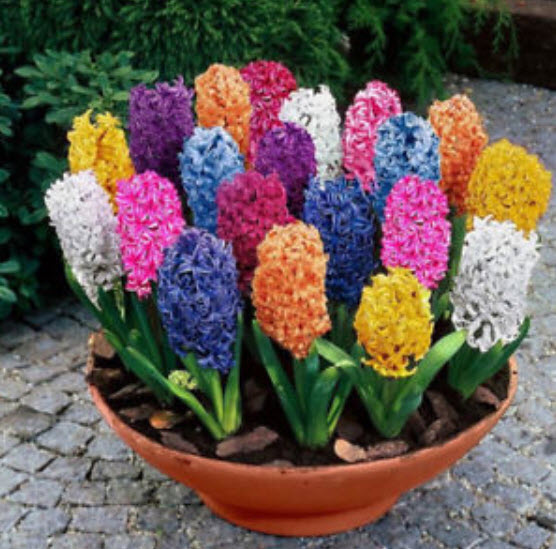 ไฮยาซินธ์ / ผีกตบชวา (Hyacinth) คละสี / 300 เม็ด