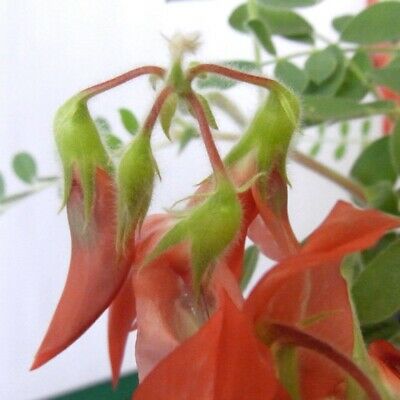 Sturt Pea (Swainsona formosa) / 5 เม็ด (Australia)