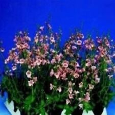 ไดอาเซีย (Diascia - Queen Apricot) / 100 เม็ด (UK)
