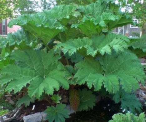 ไจแอนท์ รูห์บาบ (Giant rhubarb) / 20 เม็ด (France)*