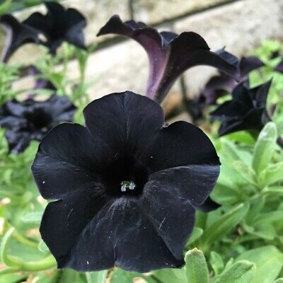 พิทูเนียดำ (Black Petunia) / 50 เม็ด