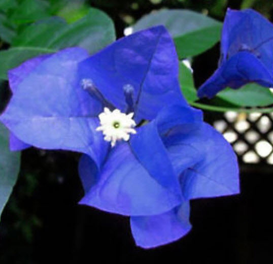 เฟื่องฟ้า (Bougainvillea) สีน้ำเงิน / 50 เม็ด (China) อ่านเงื่อนไขก่อนสั่งซื้อค่ะ