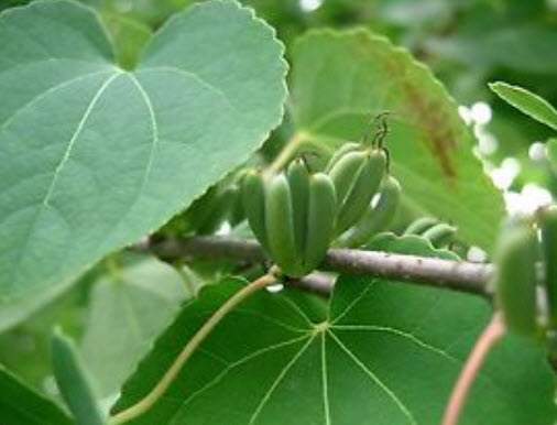 คัทซึระ ญี่ปุ่น (Japanese Katsura) / 100 เม็ด (UK)