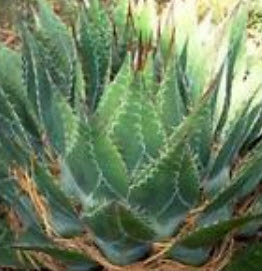 ว่านภูเขา (Agave Montana) / 10 เม็ด (Malaysia)