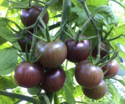 มะเขือเทศเชอรี่ดำ (Black Cherry Tomato) / 50 เม็ด (Croatia)*