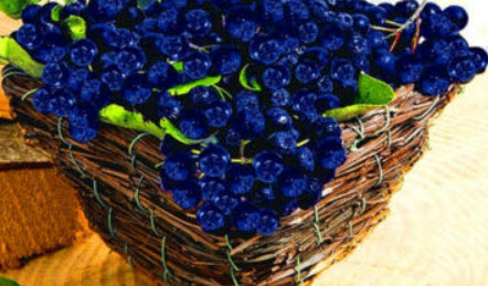 อโรเนีย หรือโช้คเบอรี่ (Aronia Melanocarpa / Chokeberry) / 100 เม็ด (China)