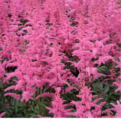 อัสดง (Astilbe) สีชมพู / 100 เม็ด
