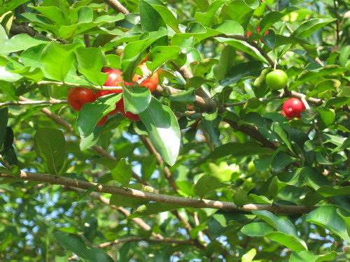 ต้นเชอรี่สเปน หรือมะยมแดง (Surinam cherry) ขนาดเล็ก