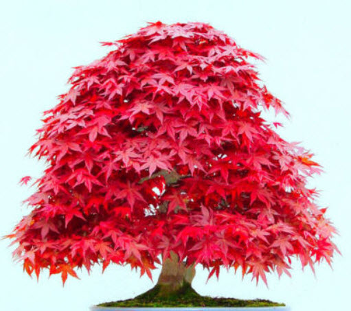เมเปิ้ลญี่ปุ่นแดง (Japanese Maple) / 10 เม็ด (UK)