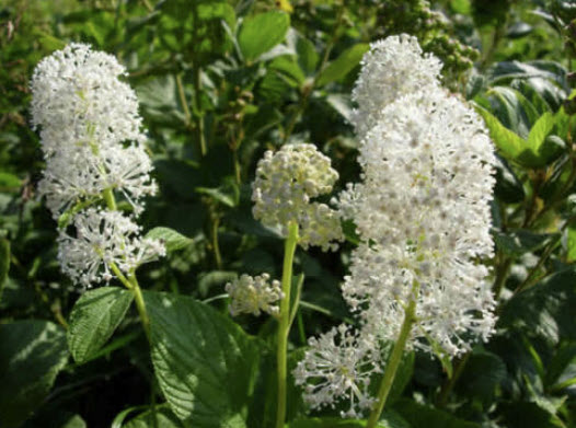 เมล็ดพันธุ์ เซียโนธัส (Ceanothus) สีขาว / 30 เม็ด (USA)