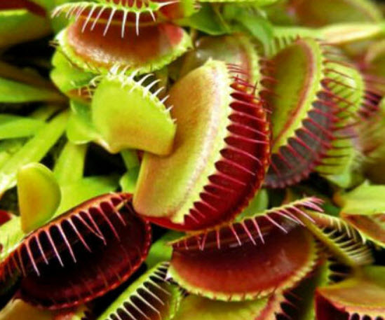 กาบหอยแครง (Venus Flytrap) / 10 เม็ด (UK)