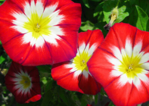 มอนิ่ง กลอรี่ แคระ - เอ็นไซน์ มิกซ์ (Dwarf Morning Glory Ensign Mix) / 170 เม็ด (UK)