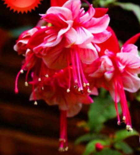 บีโกเนีย ฟิวเซีย (Begonia Fuchsia) / 25 เม็ด