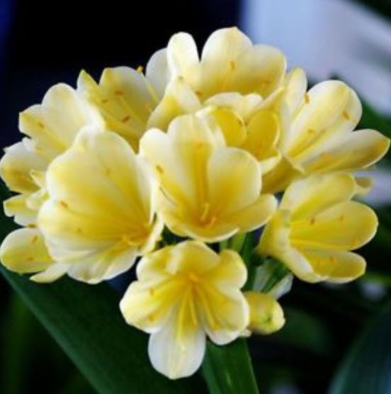 คลีเวีย (Clivia) เหลือง / 5 เม็ด