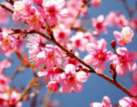 นางพญาเสือโคร่ง/ซากูระไทย (Wild Himalayan Cherry) / 10 เม็ด