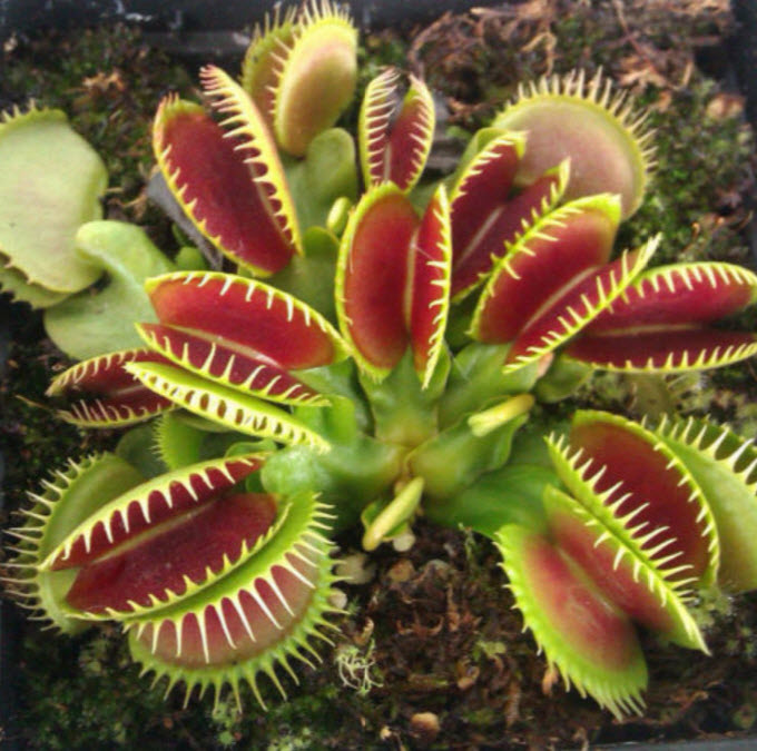 กาบหอยแครง (Venus Flytrap) / 100 เม็ด (Taiwan)