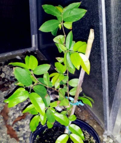 องุ่นบราซิล (Jaboticaba) ผลดำ / 25 เม็ด