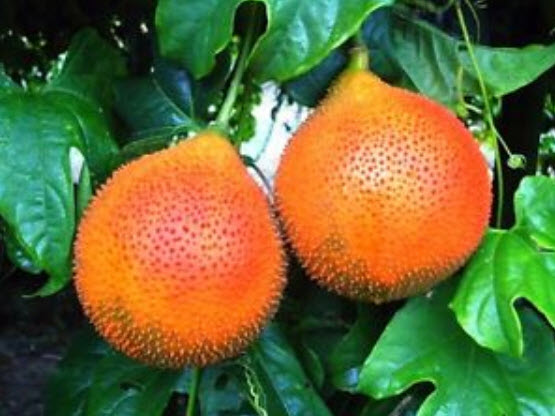 ฟักข้าว (Gac) / 15 เม็ด (ไทย)