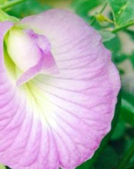อัญชัน สีม่วงอ่อน / 20 เม็ด (P2S)
