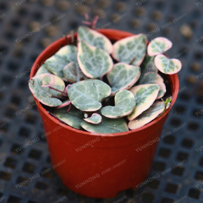 สายป่านดวงใจ (Chain of Heart) ใบด่าง / 20 เม็ด (นอก)