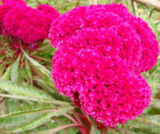 หงอนไก่ (Cockscomb) สีแดงดอกใหญ่ / ซอง 400 เม็ด (S026)