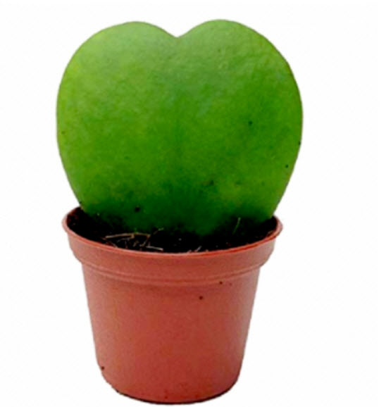 โฮย่า หัวใจ (Hoya Kerrii) / 50 เม็ด