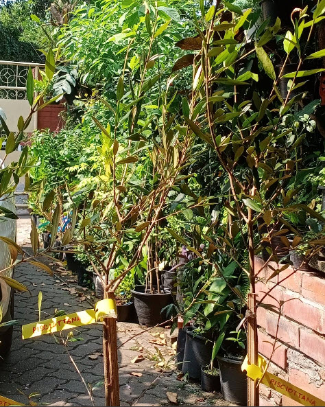 ต้นมะกอกโอลีฟ สายพันธุ์ พิสซิออตตาน่า (Pisciottana olive) อิตาลี สูง 100-120 ซ.ม.