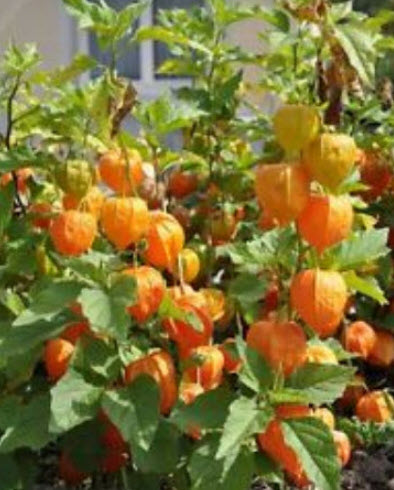 โทงเทงฝรั่ง หรือระฆังทอง (Cape gooseberry) / 100 เม็ด (P2S)