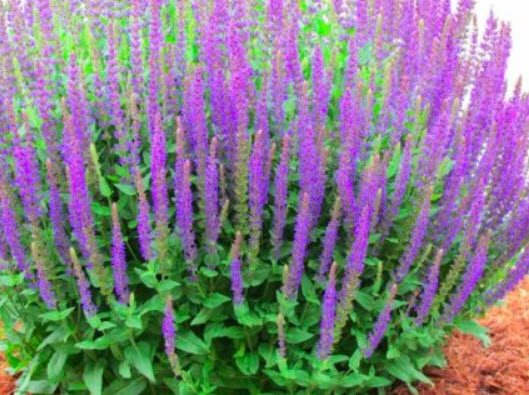 ฮิสซอฟ (Hyssop) / 1,000 เม็ด (UK)