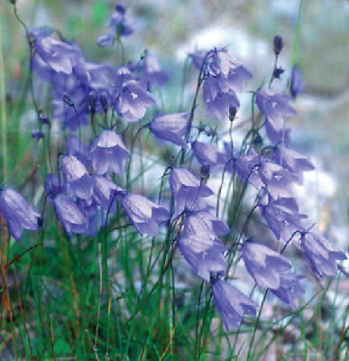 แฮร์เบลล์ (Harebell) ดอกไม้ป่าอังกฤษ แพ็คใหญ่ / 750 เม็ด (UK)