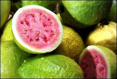 ฝรั่งไส้แดง (Guava) / 50 เม็ด (Russia)