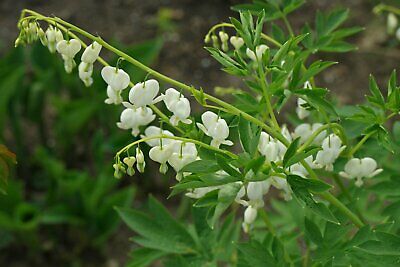 หทัยหยาดทิพย์ (Bleeding Heart) คละ / 20 เม็ด