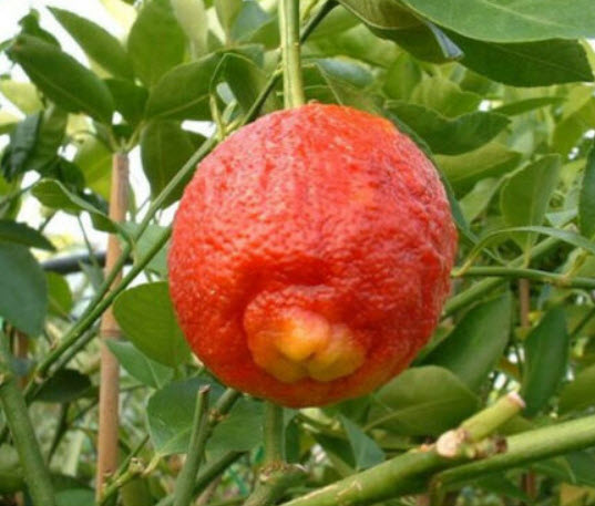 เลม่อนแดง (Red Lemon / Blood Orange) / 10 เม็ด (Vietnam)