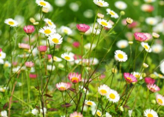เดซี่หิมาลัย (Erigeron) คละ / 500 เม็ด (UK)