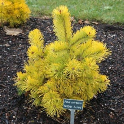 สนเหลืองโคโลราโด (Colorado yellow pine) / 25 เม็ด