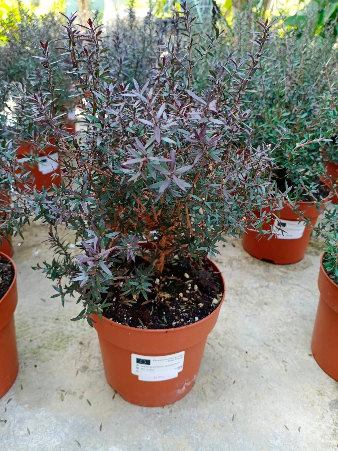 ต้นมานูก้า ดอกสีแดง (Manuka) สูง 30-40 ซ.ม / ต้น.